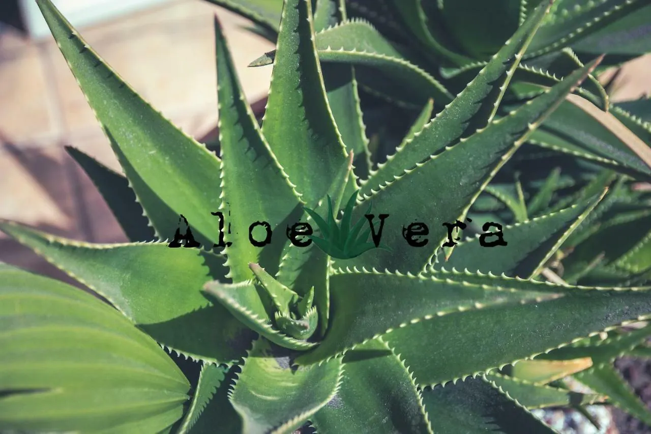 Aloe Vera Shared House El Medano  Spain